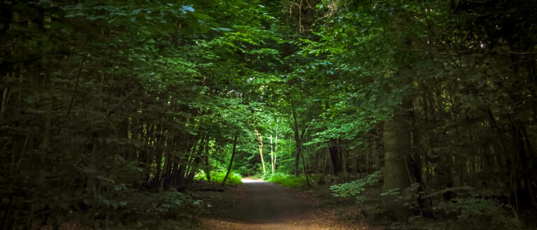 Online-Sprechstunde Wald am Mittwoch, 03.03.21