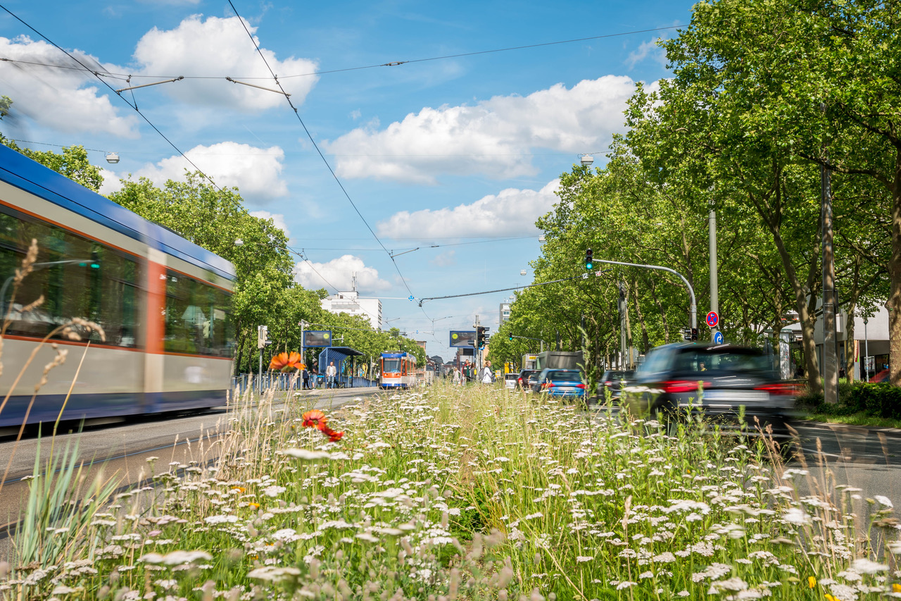 Blühstreifen am Rheinstrassentree