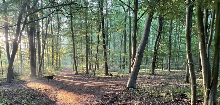 Miteinander Wachsen: #Wald