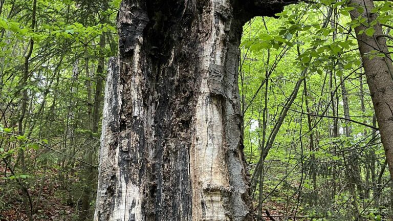 Darmstadt bekommt einen Urwald 